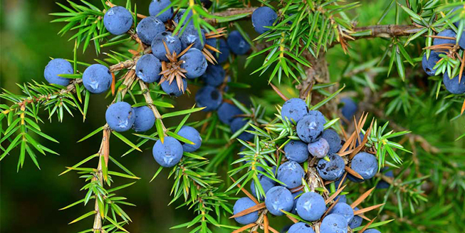 cay-bachxu-juniperus-communis